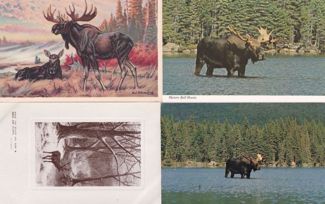 Mature Bull Moose Painting Real Photo 4x Postcard s