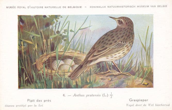 Meadow Pipit Anthus Pratensis Rare WW2 Bird Postcard
