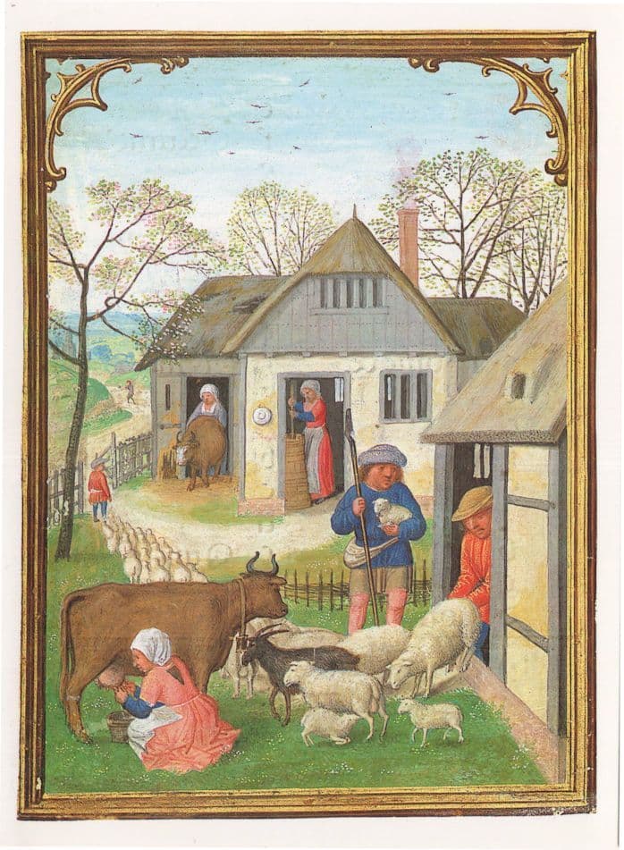 Medieval Dairy Woman Farm Milking A Cow Painting Postcard