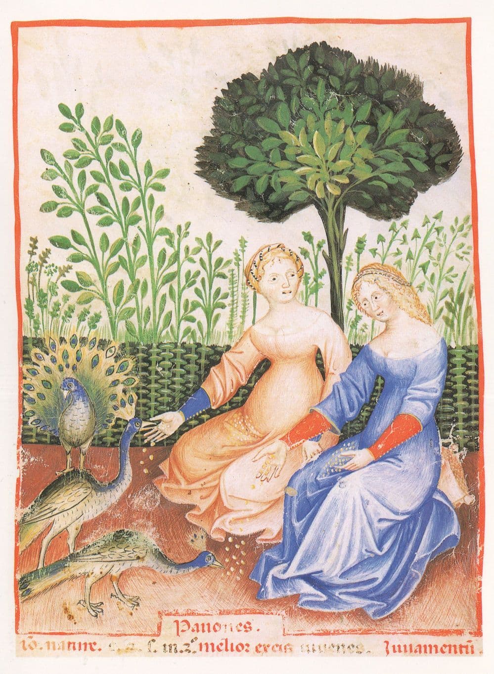Medieval Woman Feeding The Peacocks Birds Italian Painting Postcard