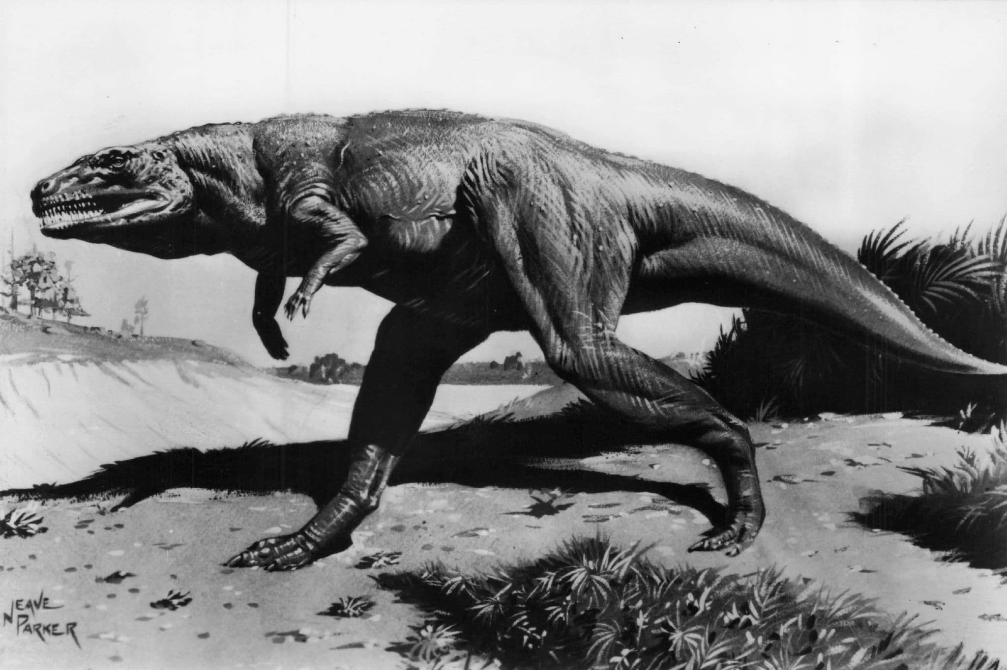 Megalosaurus Prehistoric Dinosaur Vintage RPC Museum Real Photo Postcard