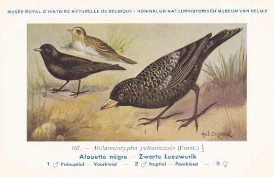 Melanocorypha Leucoptera White Winged Lark Old Bird Rare Postcard