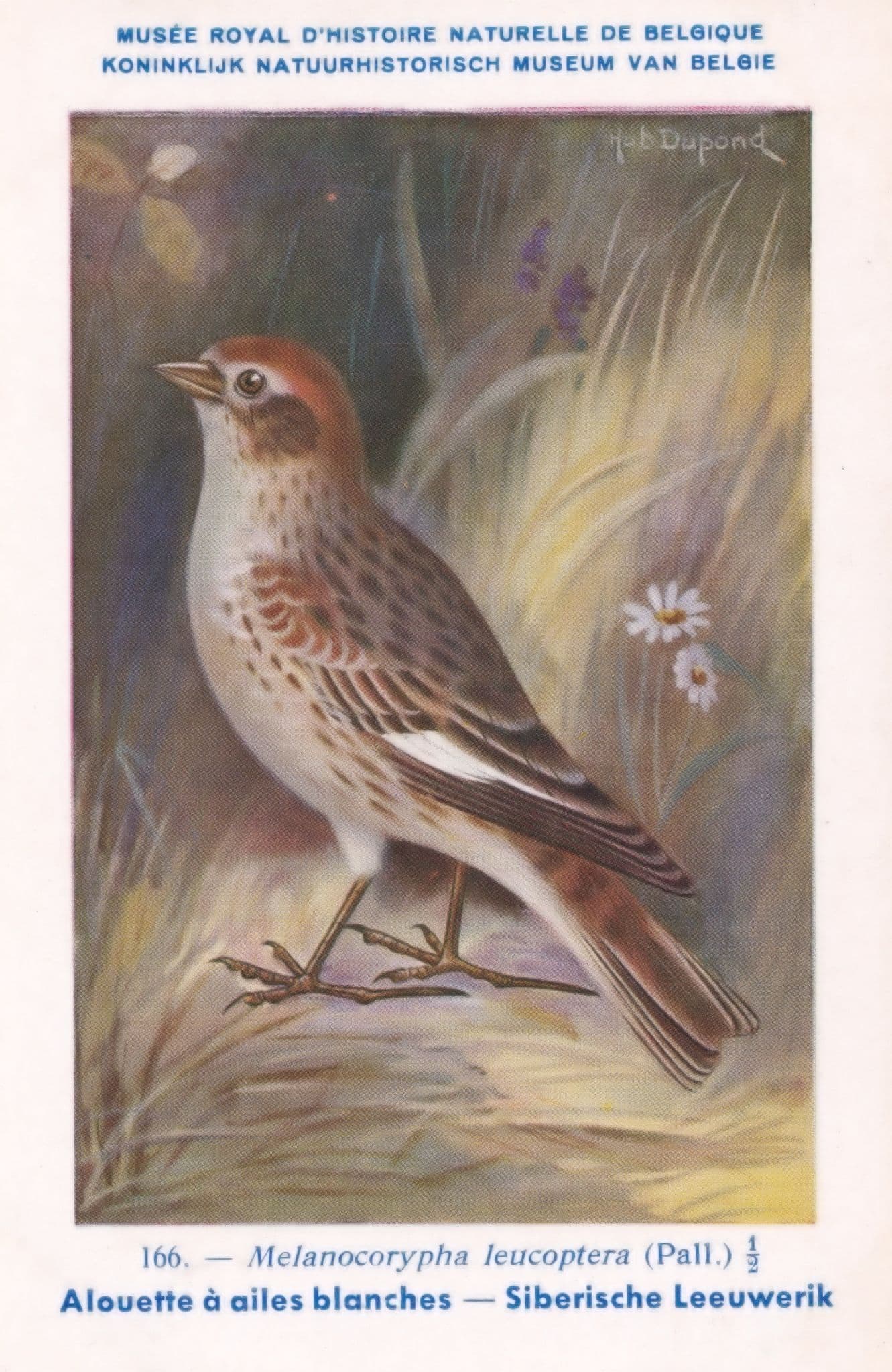 Melanocorypha Leucoptera White Winged Lark WW2 Bird Rare Postcard