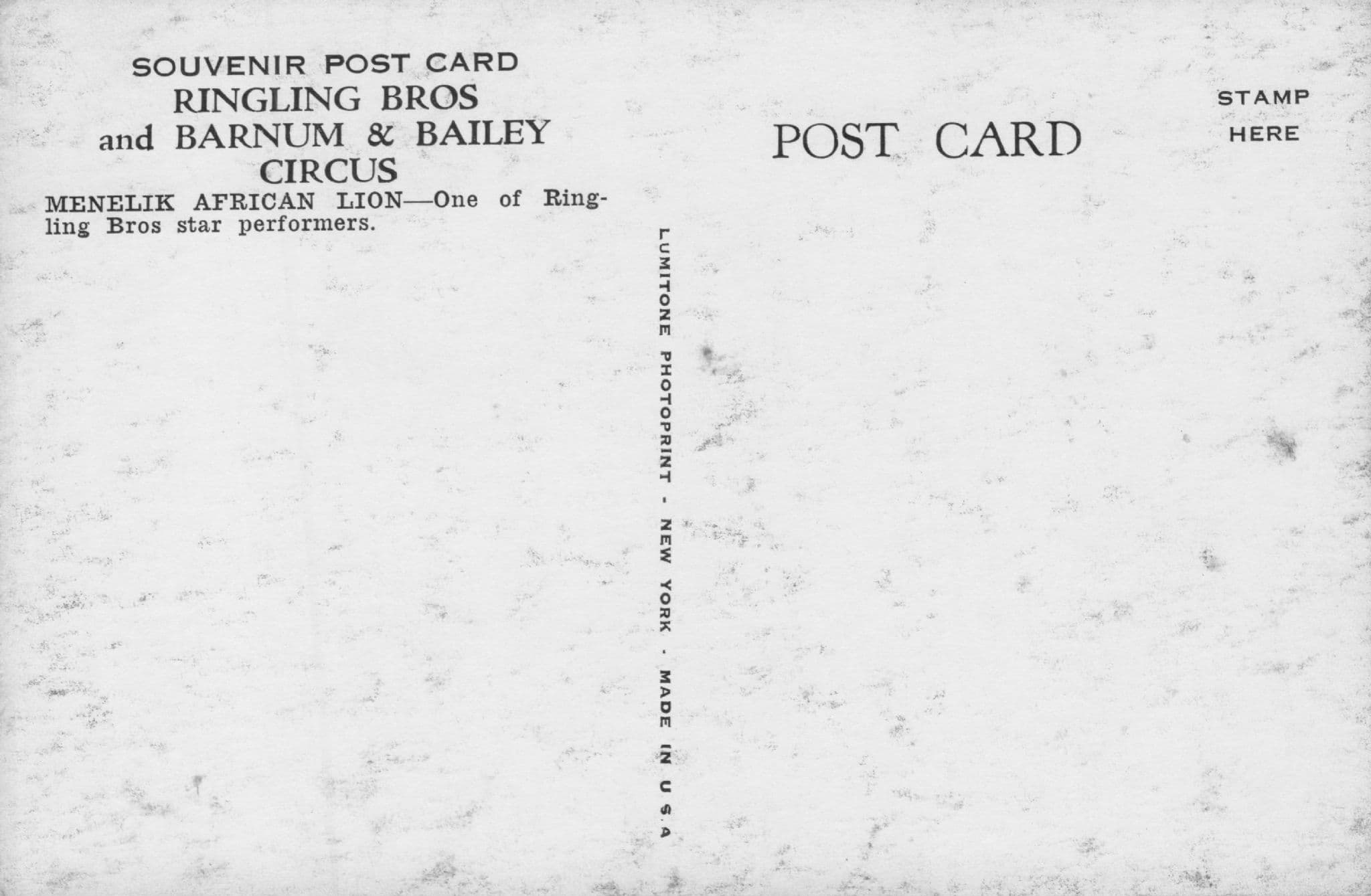 Menelik African Lions Barnum & Bailey Circus Vintage Postcard