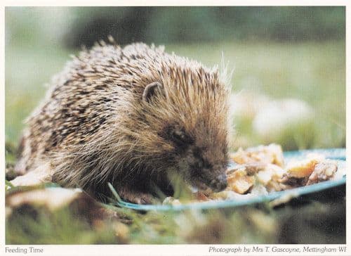 Mettingham Norfolk Hedgehog Postcard