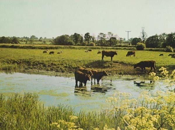 Millpond Castlethorpe Bucks Buckinghamshire Womens Institute Photo Postcard