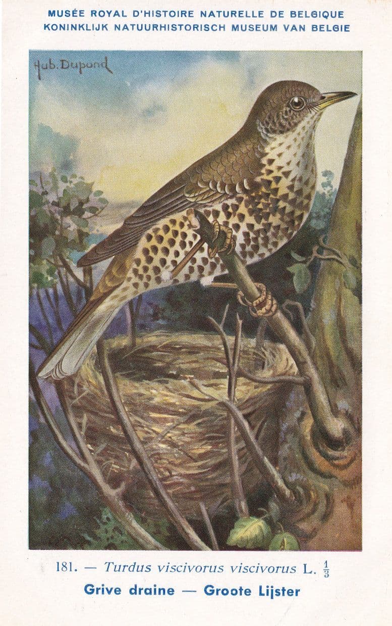 Mistle Thrush Turdus Viscivorus Bird WW2 Rare Postcard