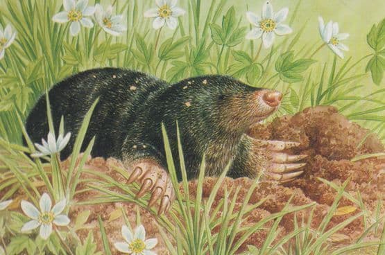 Mole Feeding On Earthworm & Slug Postcard