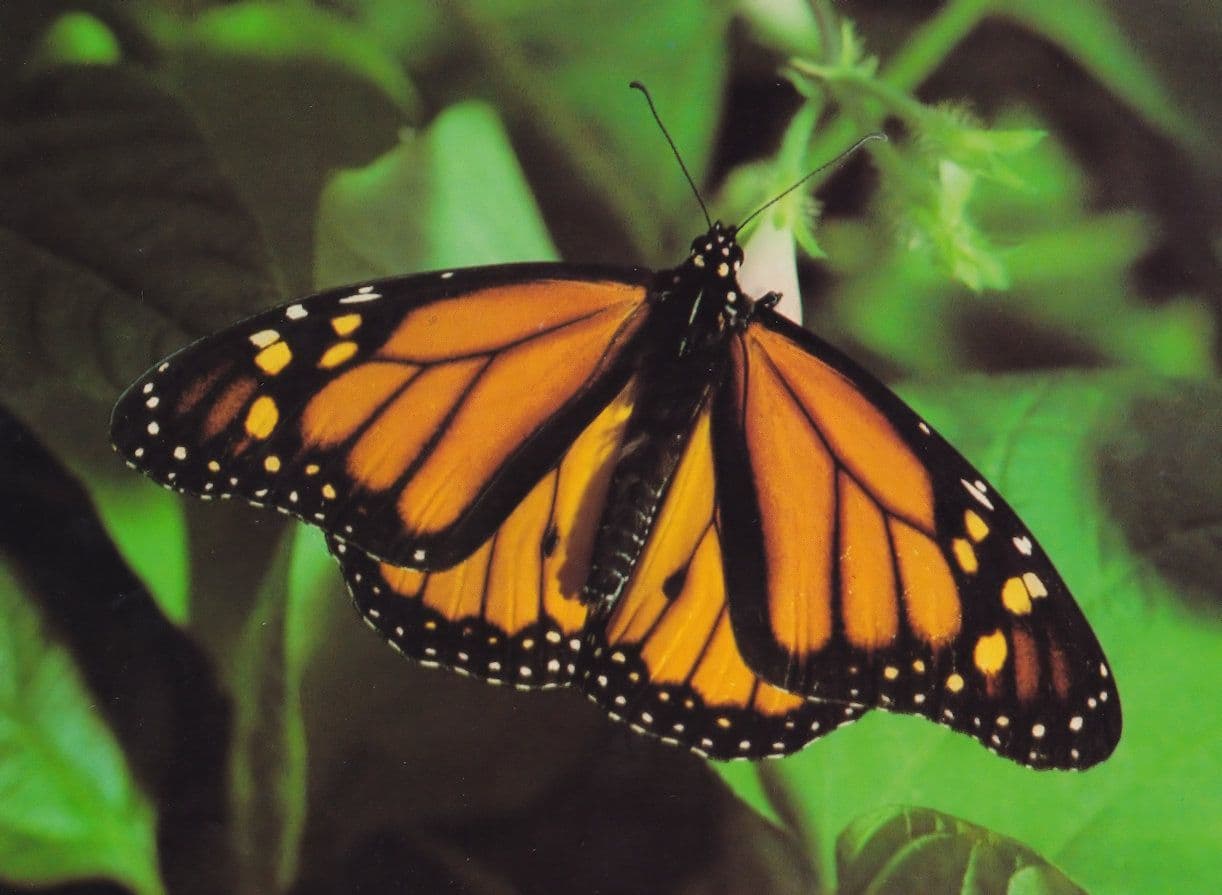 Monarch Fairbourne Welsh Butterfly Zoo Safari Park Postcard