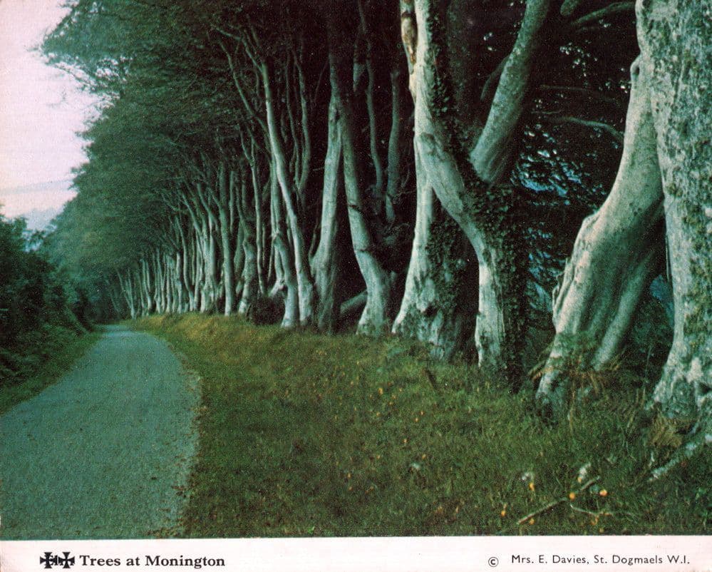 Monington Pembrokeshire Wales Welsh Forest Trees Postcard