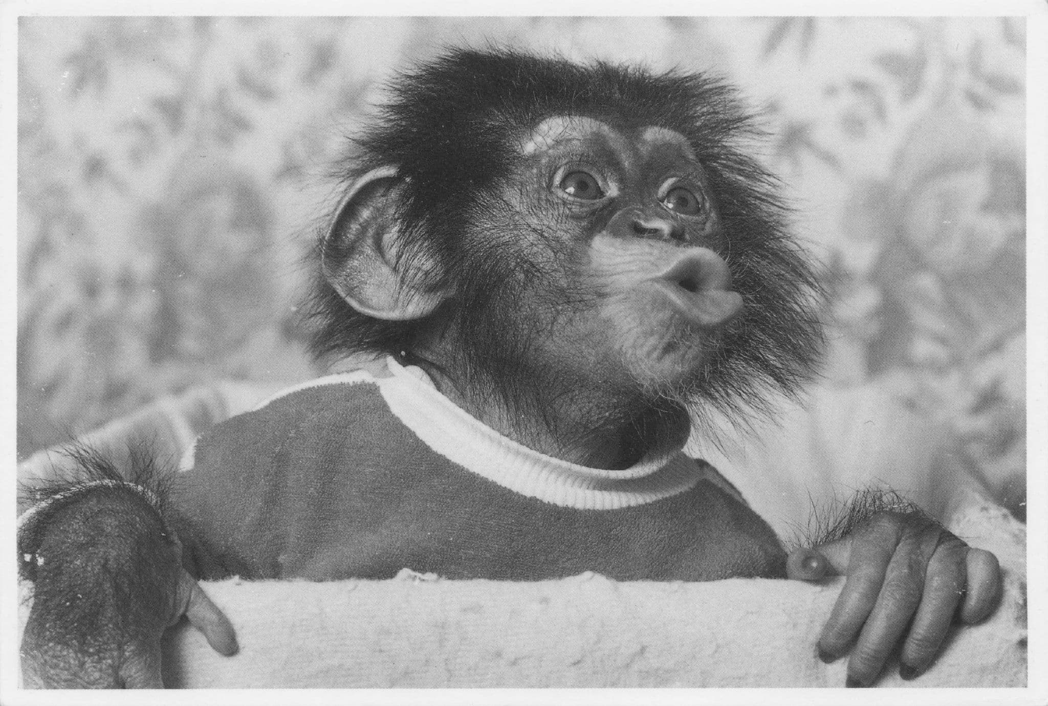 Monkey Chimpanzee As Manchester United Football Fan Rare Postcard