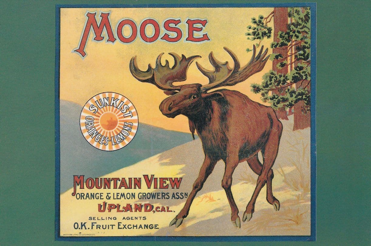 Moose Mountain View Oranges Lemons Sunkist Advertising Postcard