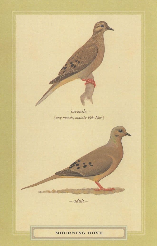 Mourning Dove Juvenile & Adult Bird Stunning Postcard