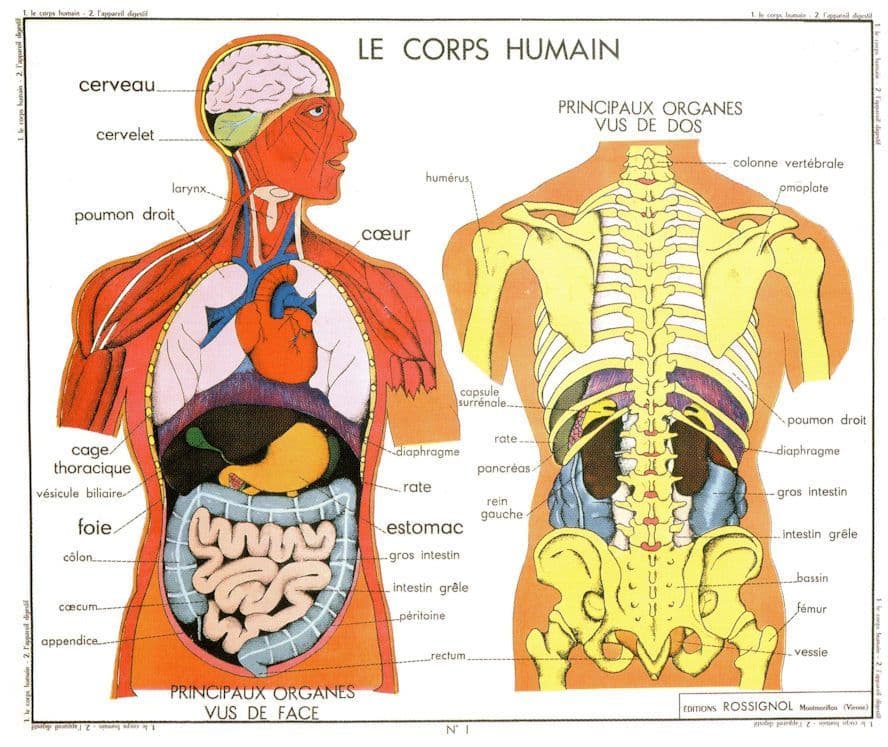 Mouth Glands Digestive System Old Educational Wall Chart Postcard