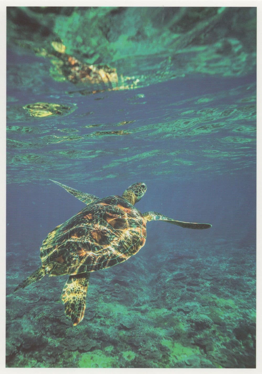 Multicoloured Turtle Swimming Incredible German Photo Art Postcard