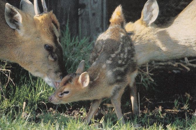 Muntjac Fawn Deer Postcard