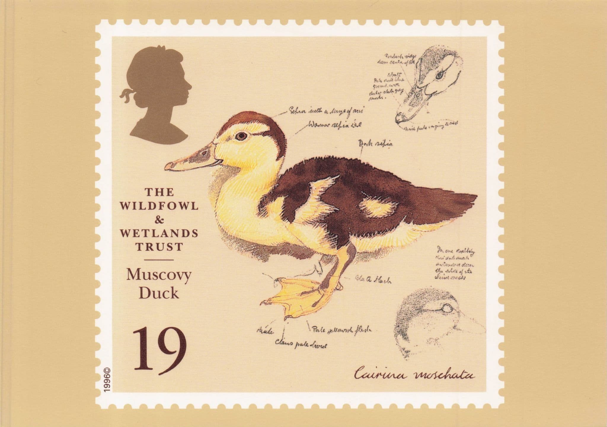 Muscovy Duck Bird Wildfowl & Wetlands Trust Stamp Ltd Edn Postcard