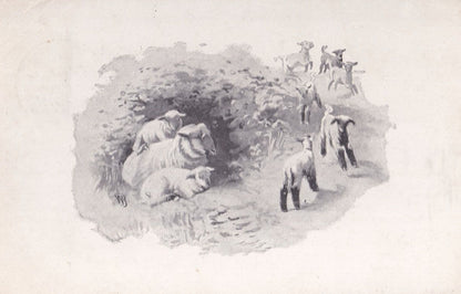 Muswell Hill Butchers Canterbury Lamb Old London Advertising Postcard