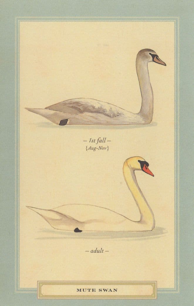 Mute Swan During Fall Stunning Bird Postcard