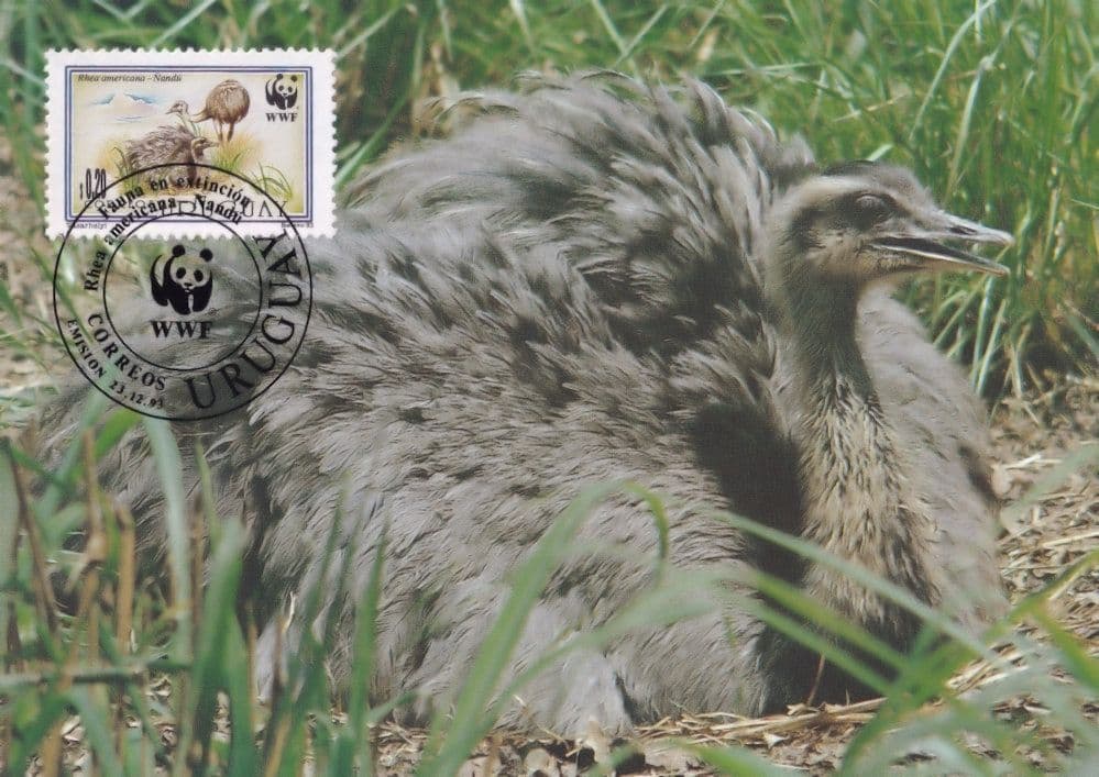 Nandu Bird Uruguay WWF Stamp First Day Cover Postcard