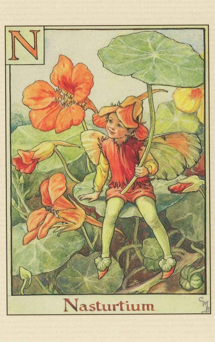 Nasturtium Fairy of Flower Fairies Antique Book Stunning Postcard
