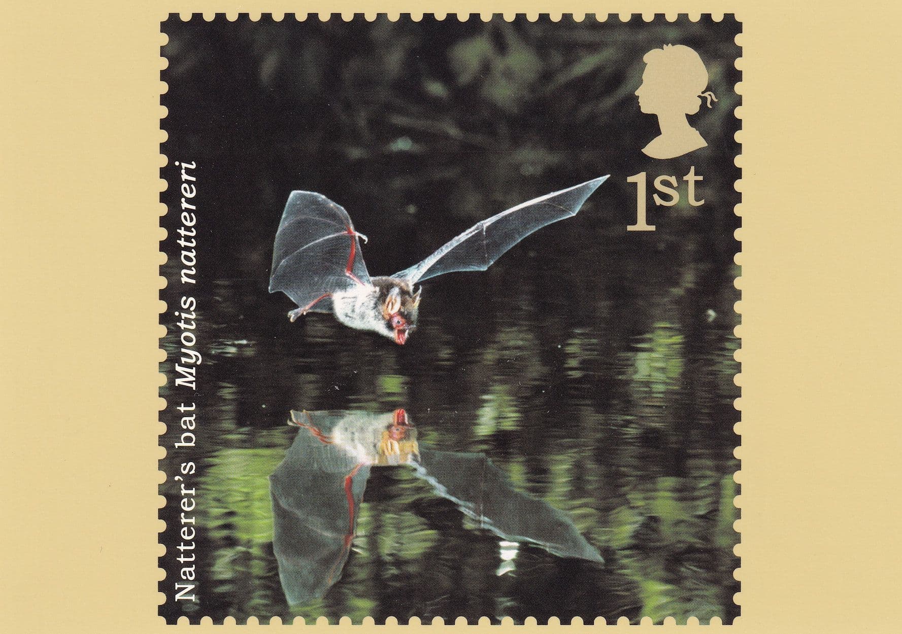 Natterers Bat Postcard