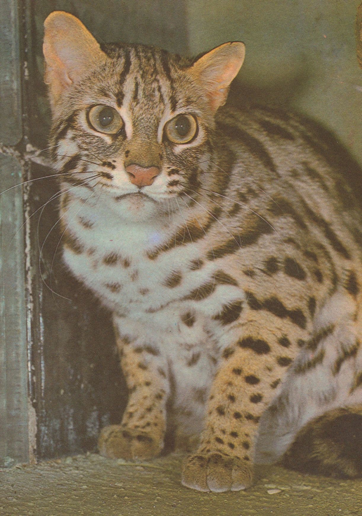 Nervous Bengal Cat Bengali Rare Cats Postcard