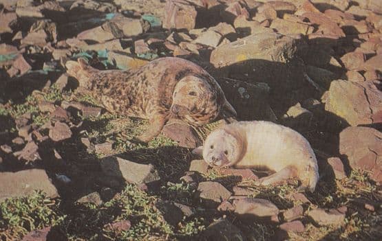 Nervous Grey Seals 1970s Salmon Sea Life Postcard