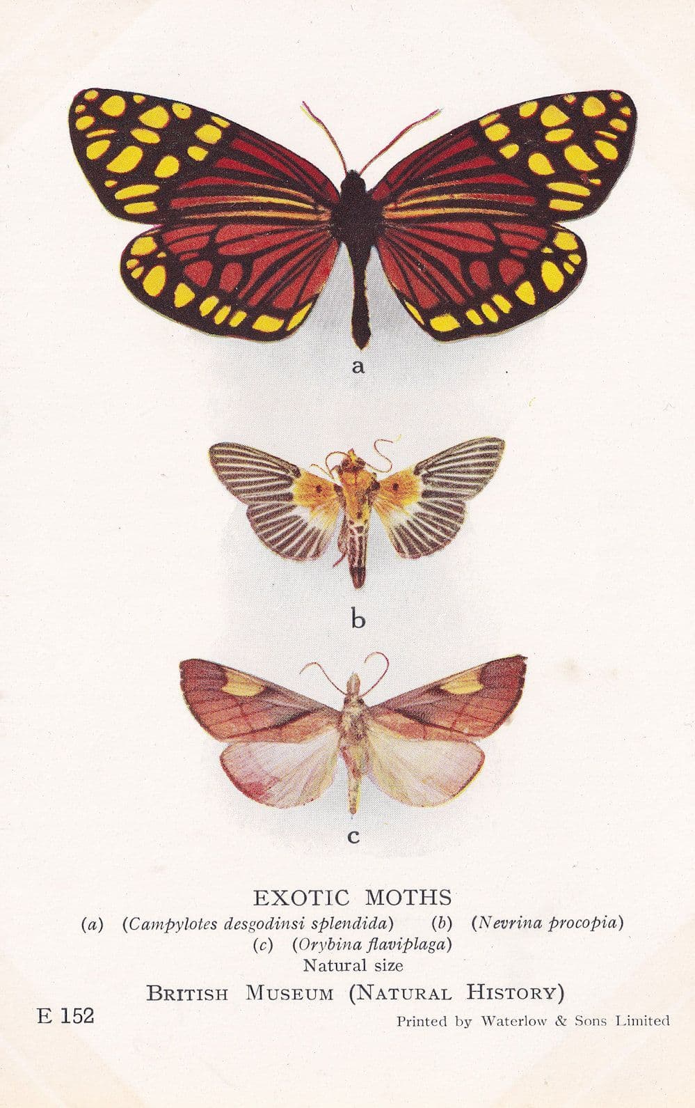 Nevrina Procopia Indian Orybina Flaviplaga Chinese Exotic Moths Postcard