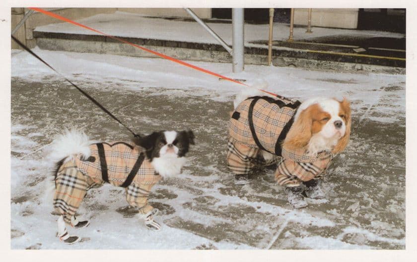 New York USA Dogs in Posh Tartan Jackets Award Dog Photo Postcard