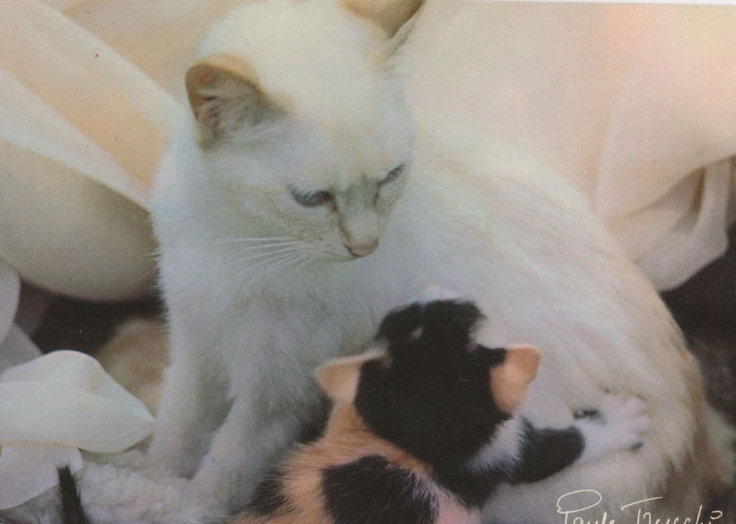 Newborn White Kittens Litter Beautiful Cats Postcard