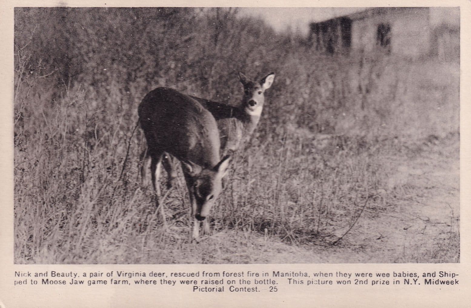 Nick & Beauty Virginia Fire Disaster Rescued Deer NY Antique Postcard