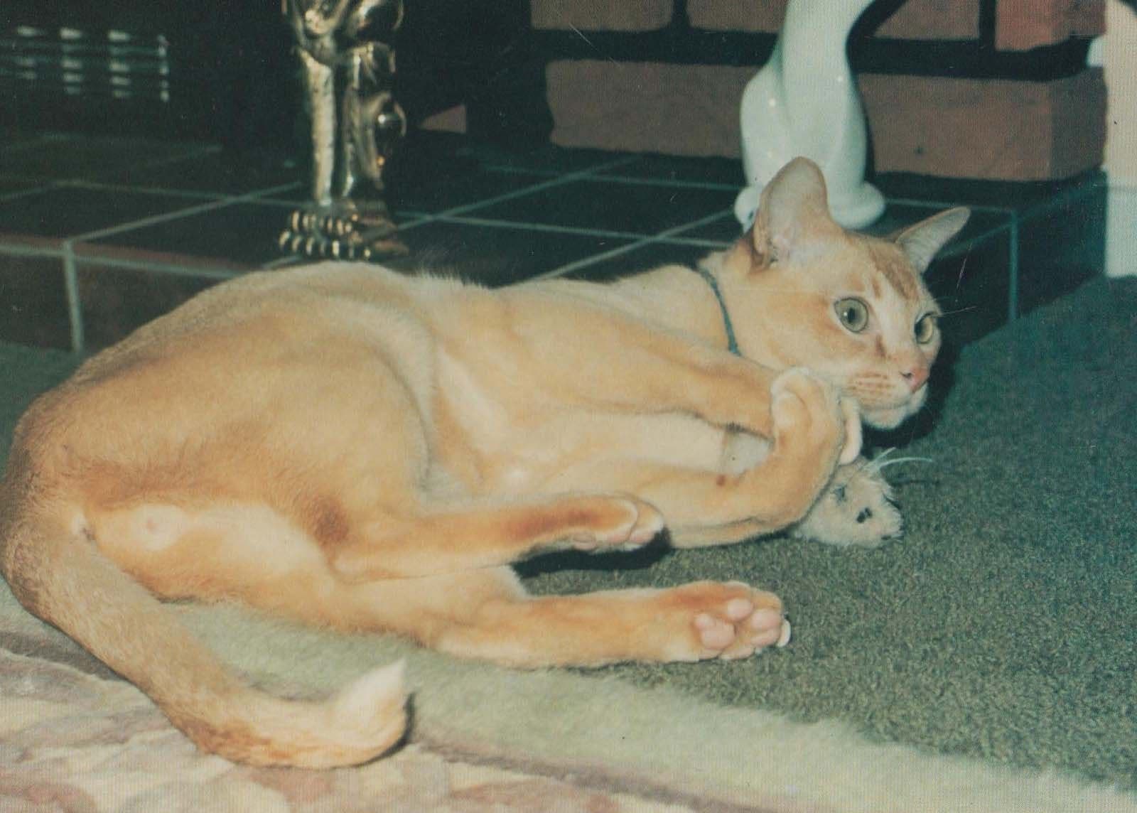 Ninjen Red Lynx Red Burmese Newcastle Upon Tyne Cat Memorial Postcard