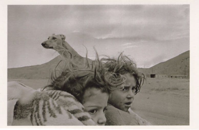 Nomads Kars Valley Turkey Mountain Dog Terror Award Photo Postcard