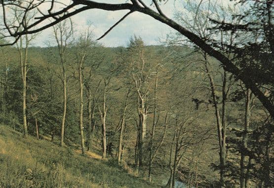 Norbury Park Boxhill Rare 1970s Womens Institute Surrey Postcard