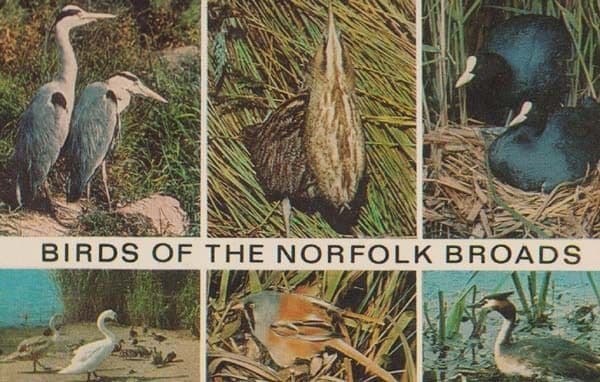 Norfolk Broads Bird Birds Of The Waters Heron Bearded Tit Mute Swans Postcard