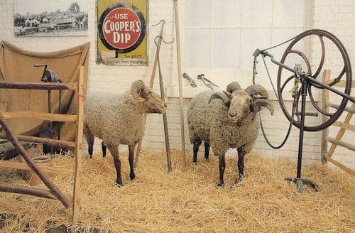 Norfolk Horn Sheep Farming Equipment Museum Postcard
