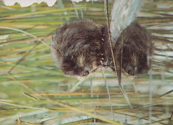 North American Muskrat Postcard