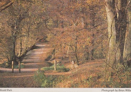 North Weald Forest Trees Park Rare Photo Postcard