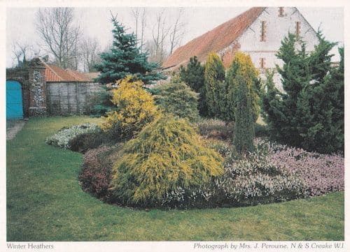 Northe Creake Winter Heathers Norfolk Postcard