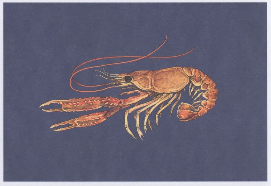 Norwegian Lobster Nephrops Norvegicus Fish Norway