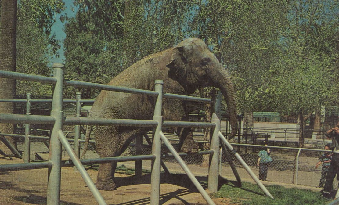 Nosey The Indian Elephant At Roading Park Zoo Washington Postcard