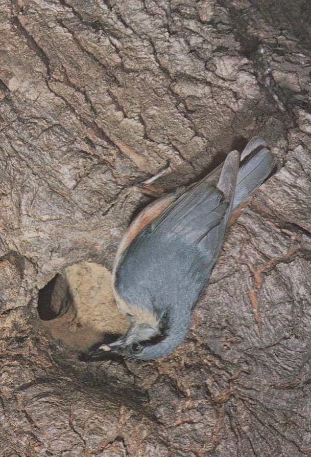 Nuthatch Sitta Europaea Rare Bird Photo Postcard
