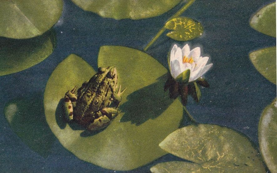 Nymphaea Alba Weisse Seerose White Wate Lily Frog Old Postcard