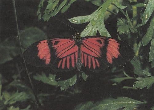 Nymphalis Butterfly Butterflies Postcard