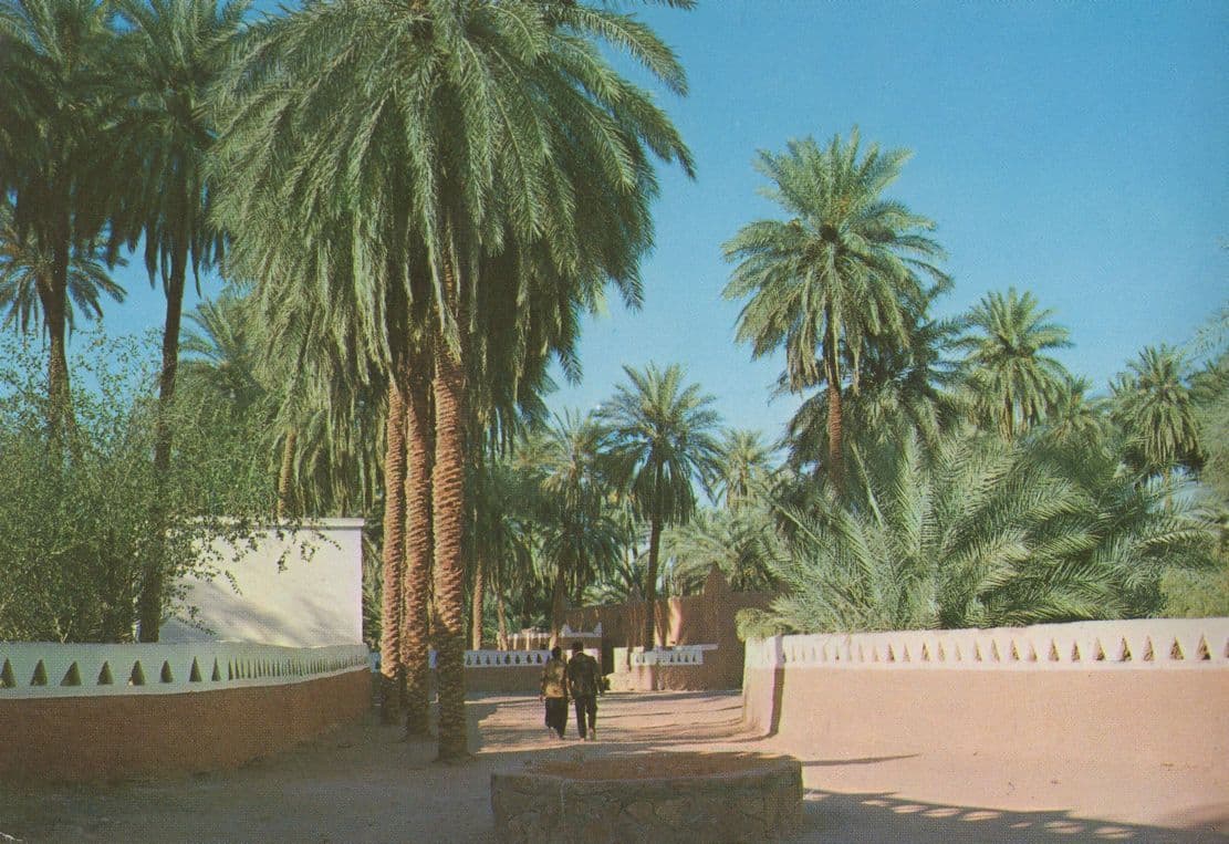 Oasis Of Ghandames LIbya African Postcard