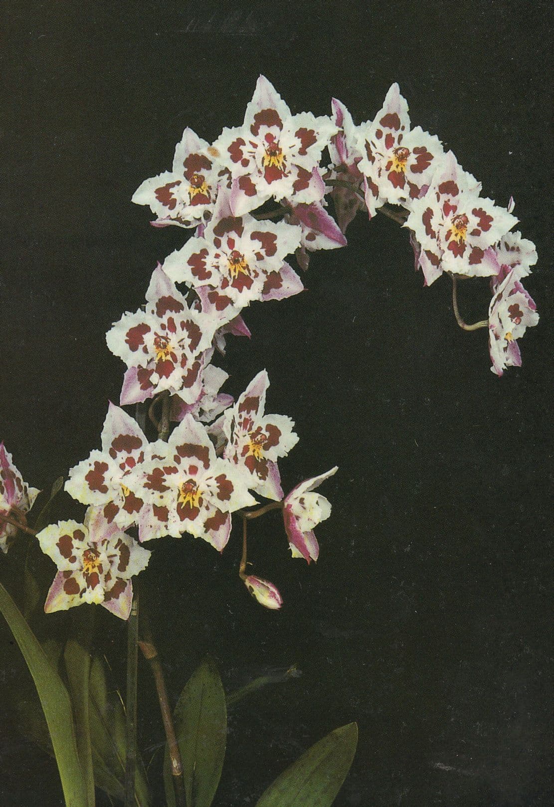 Odontioda Flower  Eric Young Orchid Foundation Jersey Flower Postcard