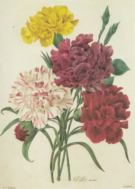 Oeillet Caryophyllus Variete French Flower Painting Postcard
