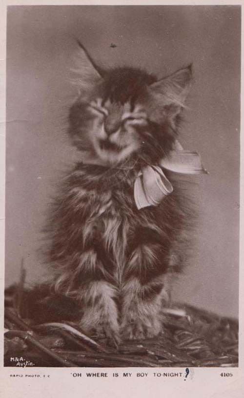 Oh Where Is My Boy Tonight Antique Cat Cats Singing Wailing Songcard Postcard