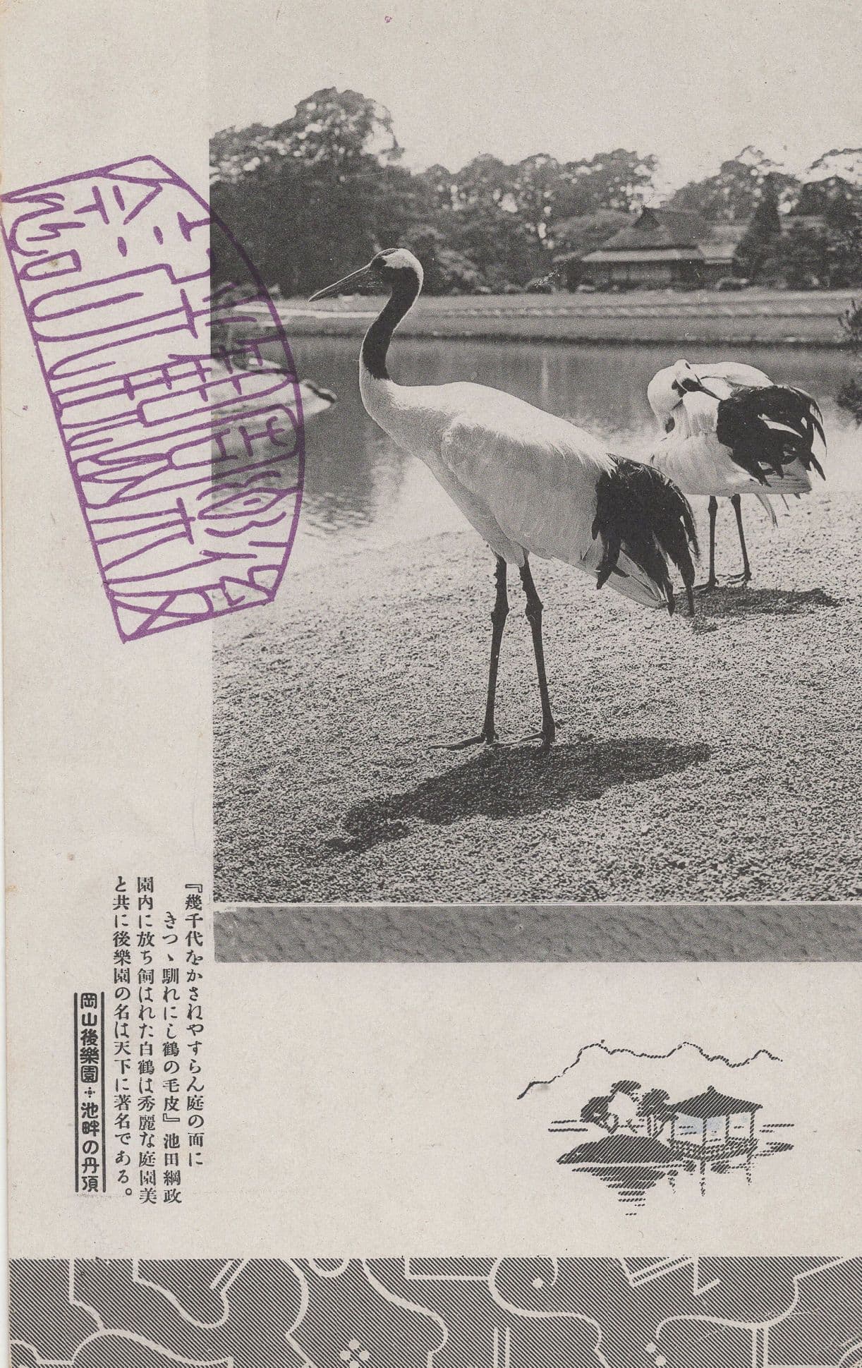 Okoyama Japanese Bird Wildlife Park Antique Postcard